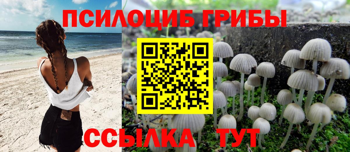 Алейск  Псилоцибиновые грибы GOLDEN TEACHER  Галлюциногенные грибы GOLDEN TEACHER  закладка  Вход с VPN 